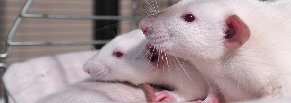 fancy dumbo albino rat