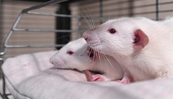 Albino sales fancy rat