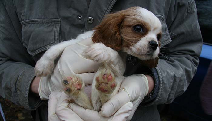 Puppy farms to store visit