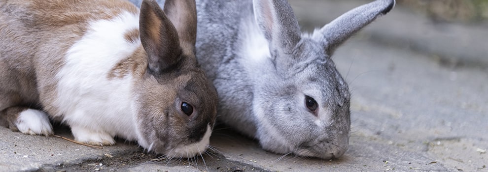 Bonding neutered male rabbit with hot sale baby female