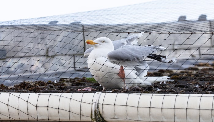 Seagull caught in roof netting © RSPCA