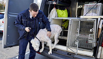 Rspca on sale pet tracker