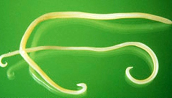 Dog throwing best sale up roundworms