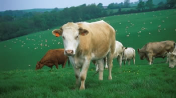 Farming Beef Cattle Rspca