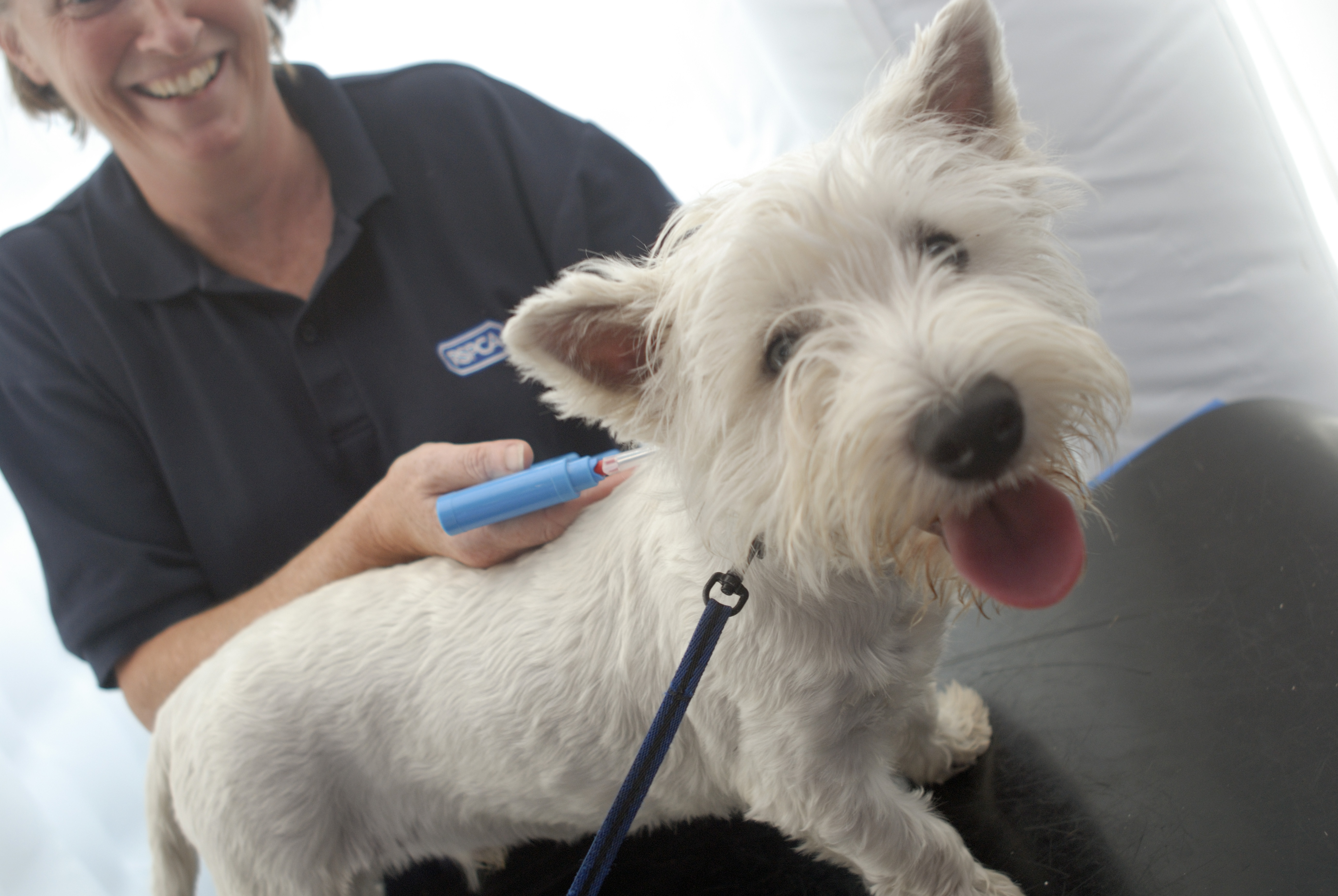 Microchipping Your Pet How It Works Rspca