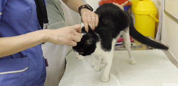 Animal Use in Medicine & Vaccine Trials | RSPCA