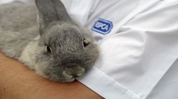 How To Keep A Rabbit Healthy And Happy Rspca