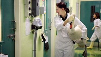 Wildlife Assistant weighing a swan in isolation unit © RSPCA
