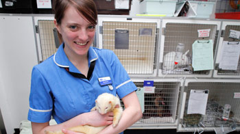 Animal Care Assistant Rspca