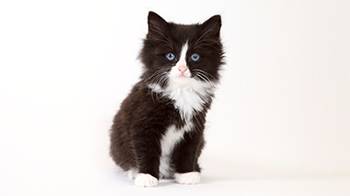 Advice on Buying Healthy Cats & Kittens for Sale | RSPCA