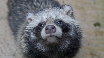 can you have a raccoon dog as a pet