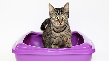 Cleaning cat litter deals tray