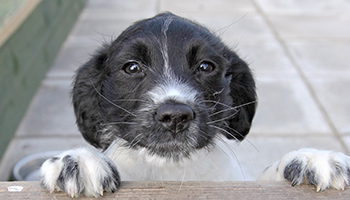 Rspca puppy outlet food