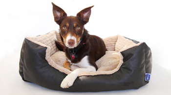 Choosing The Perfect Dog Bed Rspca