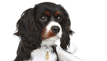 King charles for store rehoming