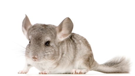 chinchilla