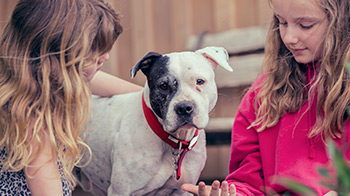 12 Year Old Boy S Bow Tie Idea Will Help Countless Homeless Animals Find Their Forever Homes Homeless Pets Animal Lover Animal Shelter