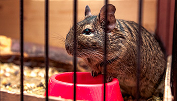 degu chewing on plastic parts of tank cage