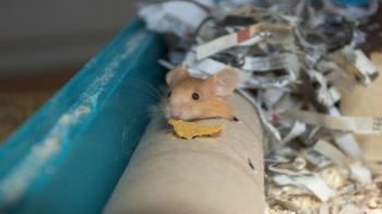 A Healthy Diet For Mice Rspca