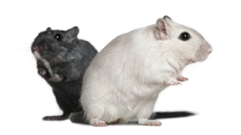 Gerbils Gerbil Welfare Tips Advice Health