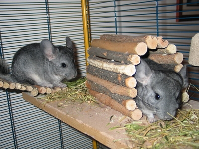 Company Chinchillas Our Pets