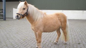 Horses Ponies Near You Need Rehoming Today Rspca