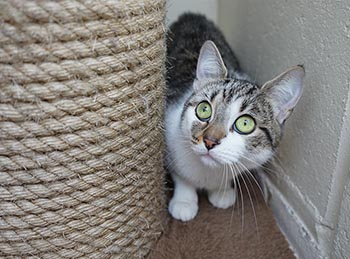 Cats Kitten Rehoming Adoption How It Works Rspca