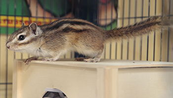 What To Feed Your Chipmunk RSPCA RSPCA rspca