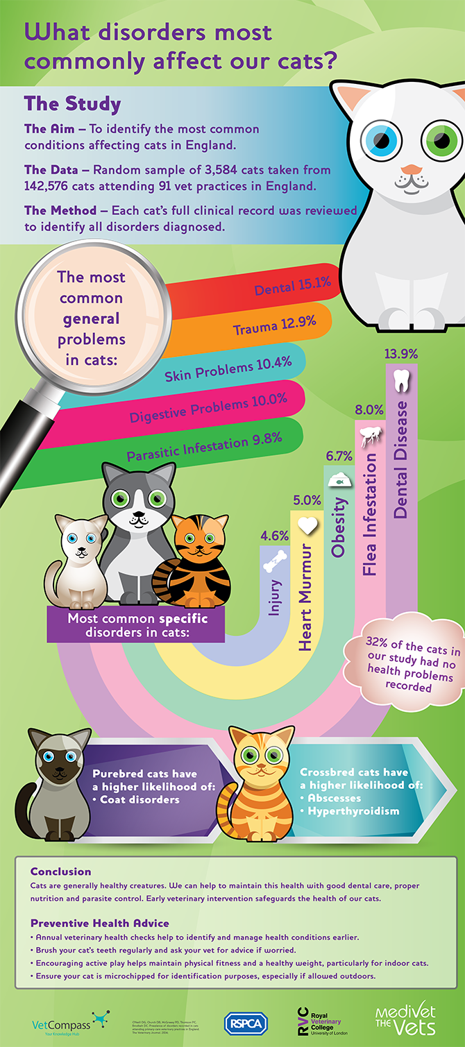 Infografía de enfermedades comunes de los gatos