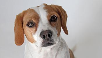 small white and brown dog looking to camera