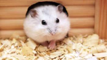 Hamster Care Everything You Need To Know Rspca