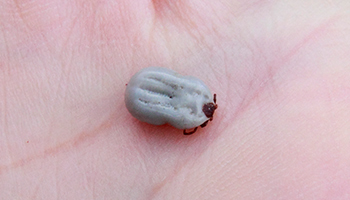 what happens when a tick falls off a dog