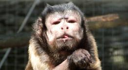 monkey adoption uk