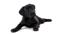 Labrador Dog And Puppy Information Rspca