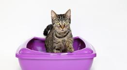 Tabby kitten sits in purple litter box © RSPCA photolibrary