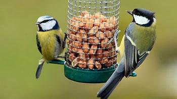 Feeding Garden Birds What To Feed Birds When To Feed Birds