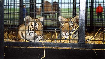 11++ Animal captivity definition info