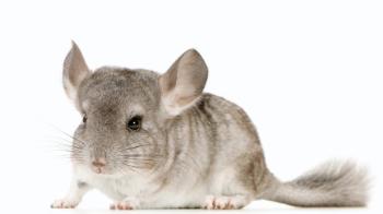 Chinchillas pets hot sale at home