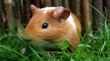 Conejillo de Indias marrón y blanco en un recinto con hierba © Fotolia / Meerschweinchen Gerritgr