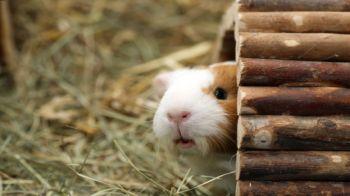 scared guinea pig