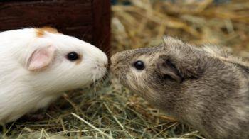 do you need to get two guinea pigs