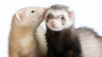 Ferrets - Behaviour - Our Pets