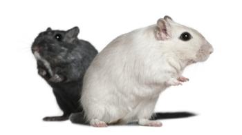 Two gerbils in a studio  Eric Issele - Fotolia.com