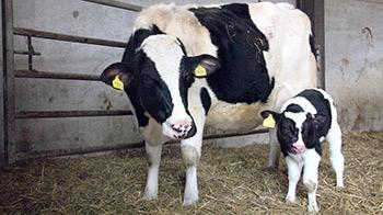Dairy Cows Farming Rspca