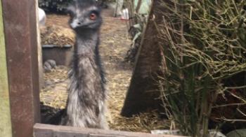 We Urge People Not To Buy Exotic Pets After Emu Rescue Rspca - 