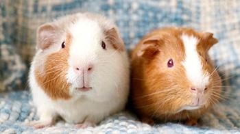 rspca guinea pigs