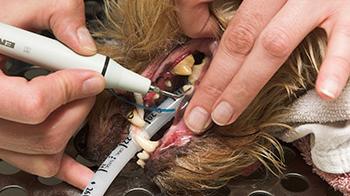 13+ How much does it cost for dog dental work ideas in 2021 