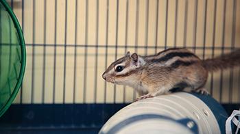 chipmunk rescue near me