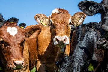 A group of cows staring at the camera