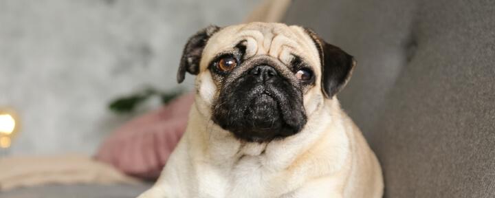 pug relaxing on sofa looking off to their left